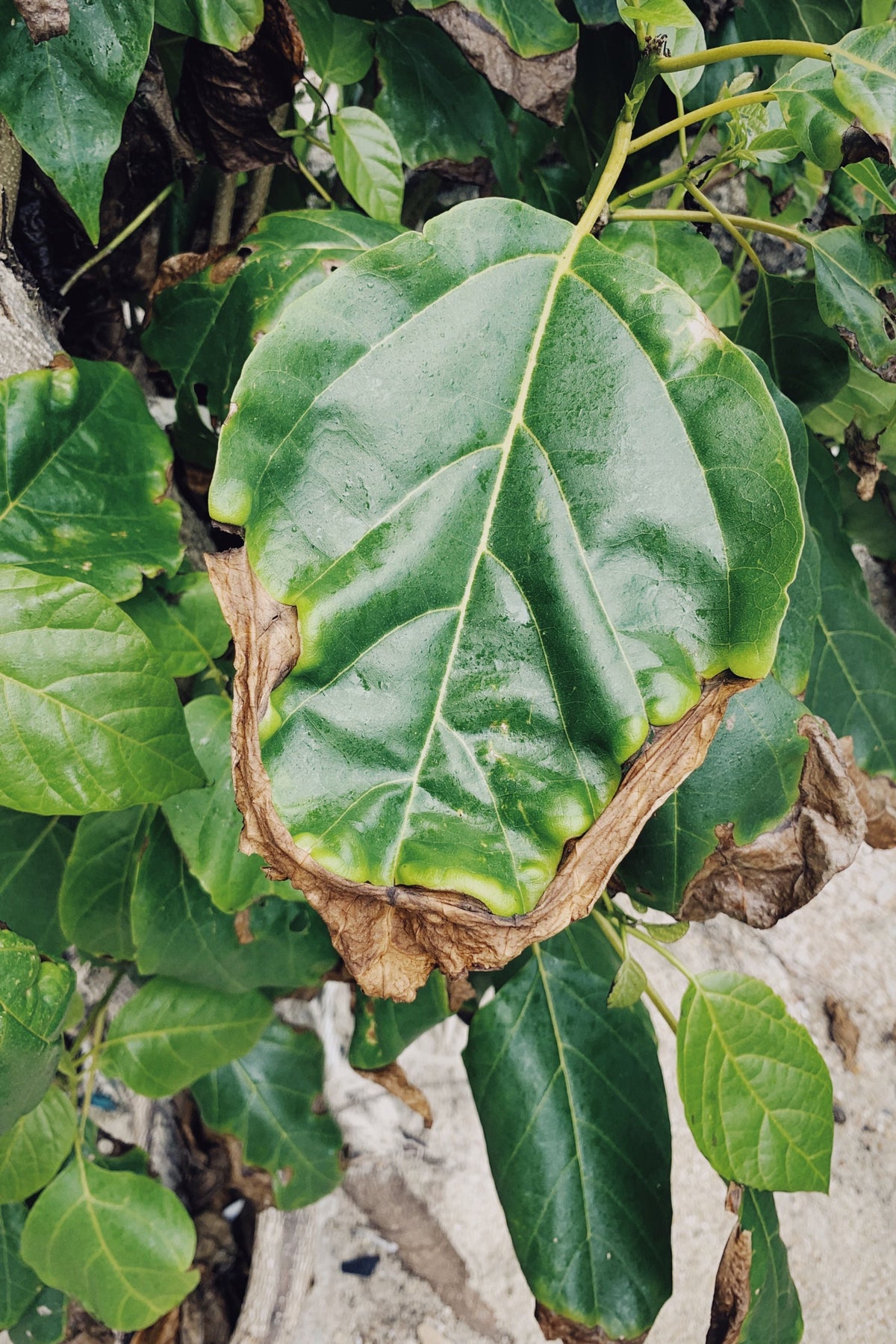 leaf burn
