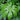maranta plants