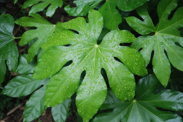 maranta plants