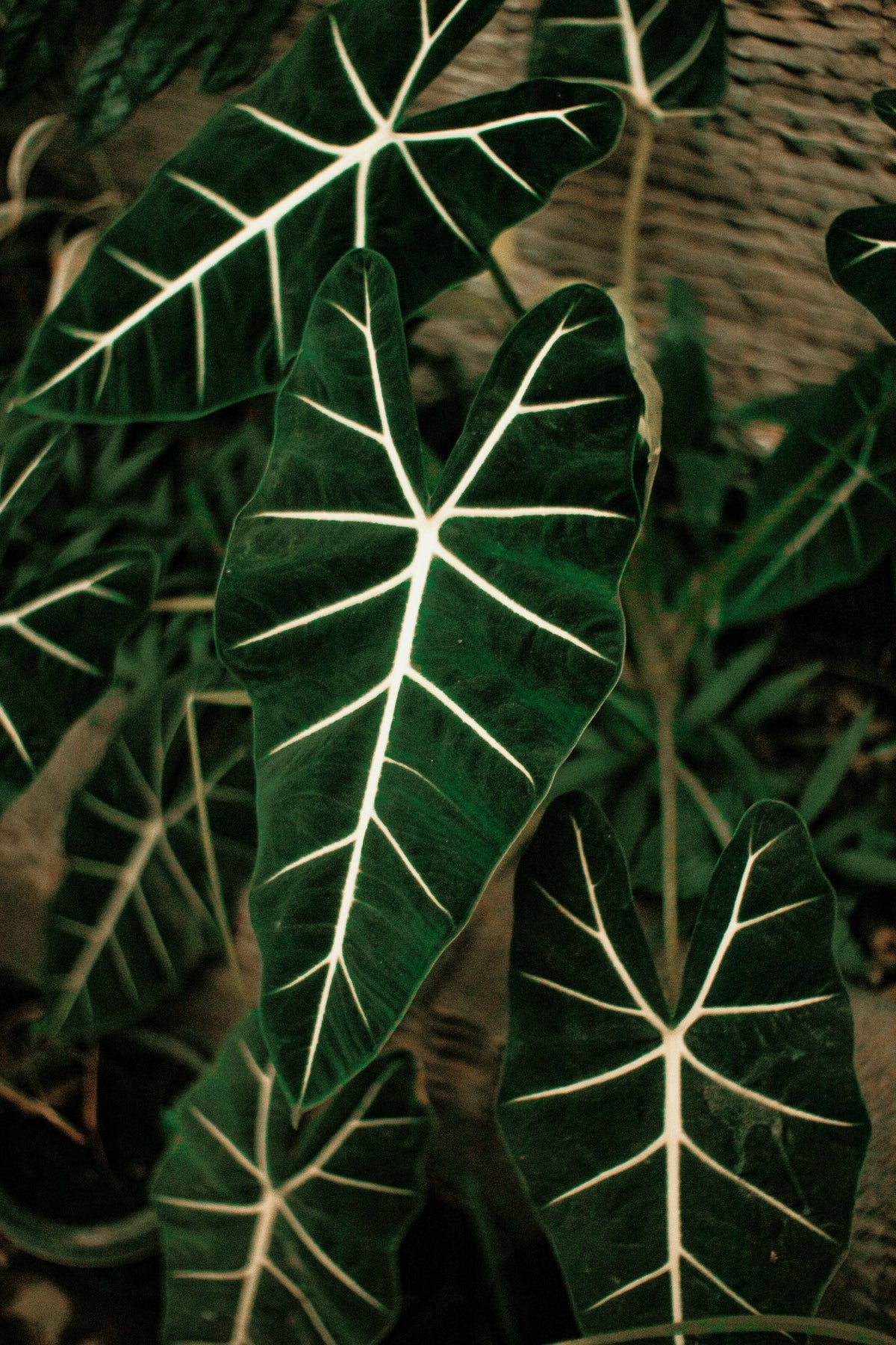 A Green Dragon Scale Alocasia plant