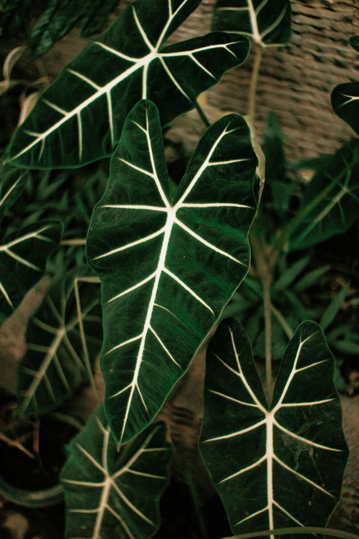 A Green Dragon Scale Alocasia plant