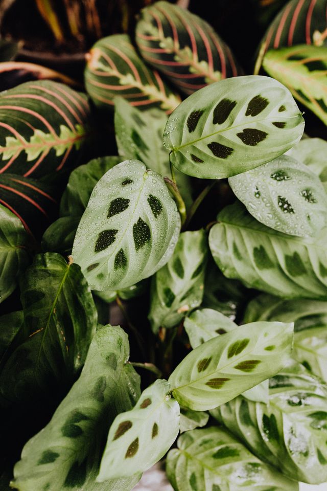 maranta plants