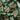 maranta plants