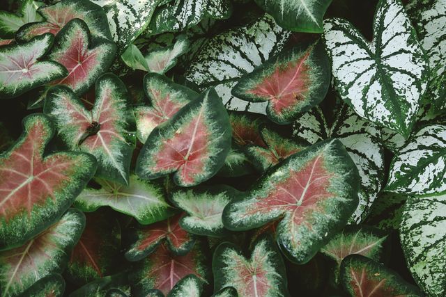 maranta plants