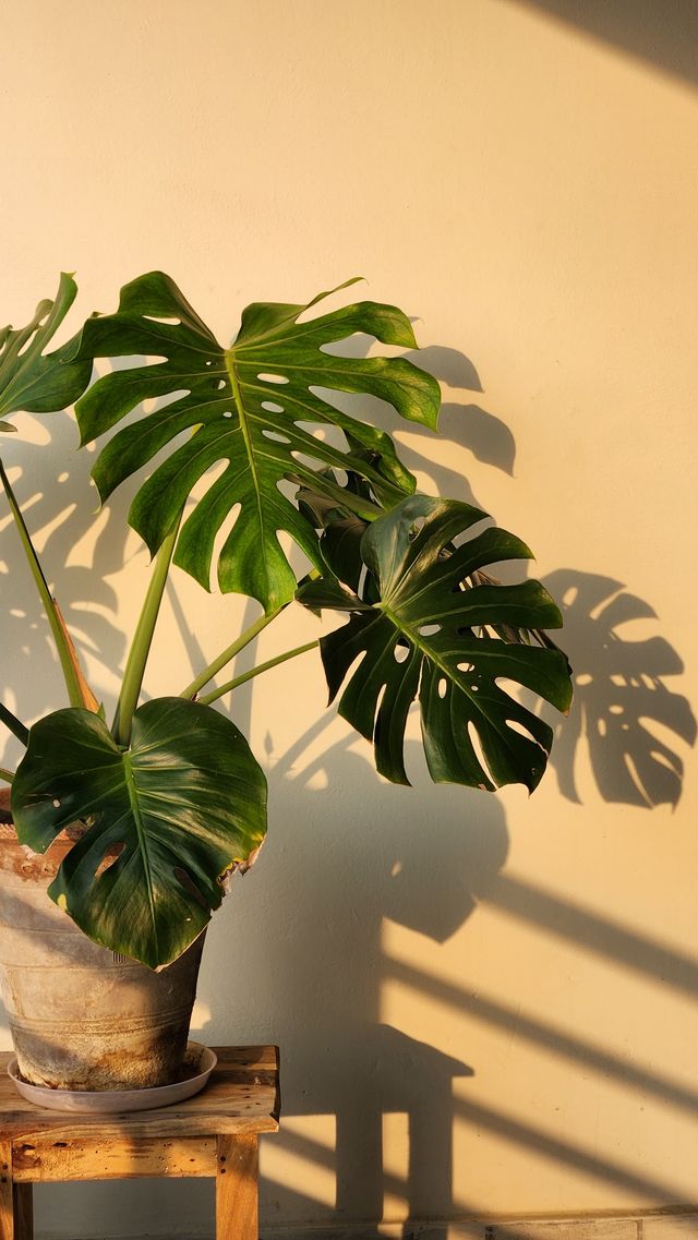 watering can over plants