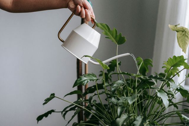 watering can over plants