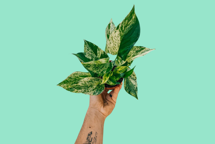 Plant Care Instructions for Pothos (Epipremnum) Plants