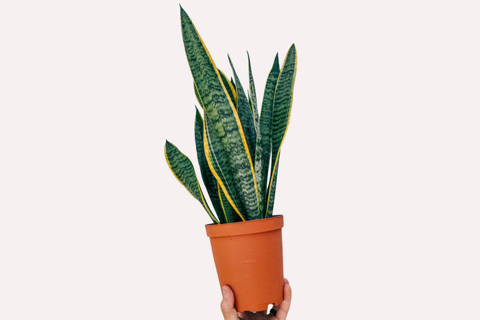 How to Care for a Snake Plant (Sansevieria)