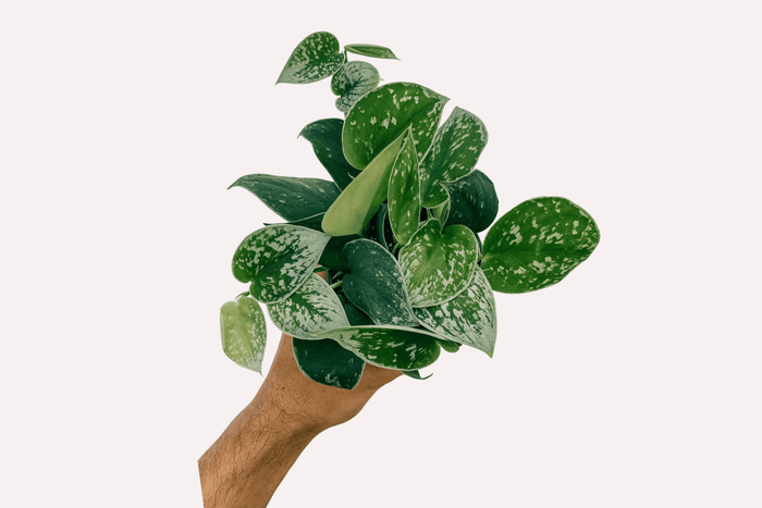 How to care for your Scindapsus (Silver Pothos) Plant