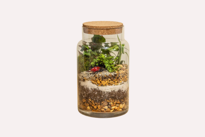A glass terrarium with a cork lid, showcasing layered soil, sand, pebbles, and lush green plants, resting on a wooden surface against a beige background