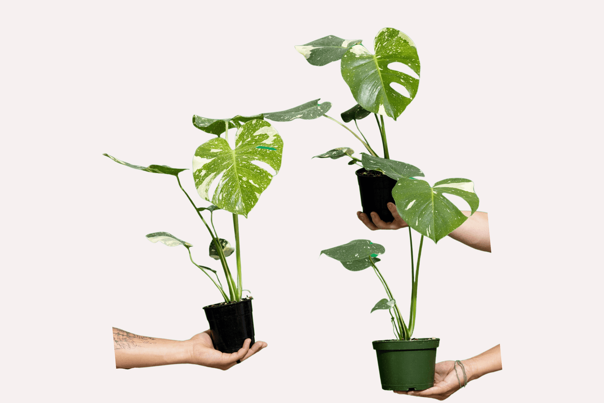 hands holding monstera thai constellations