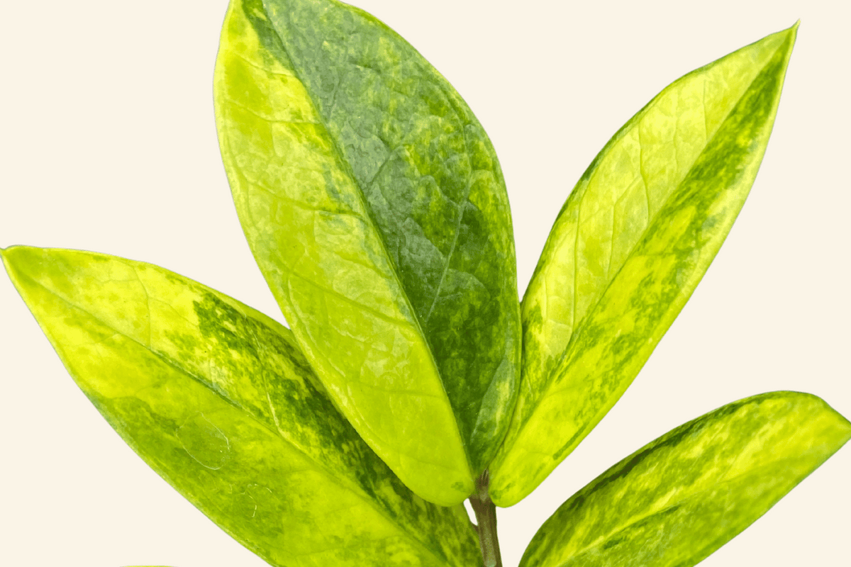 a variegated zz plant