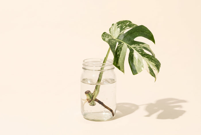 monstera albo leaf cutting propagating in clear glass mason jar with root growth coming in