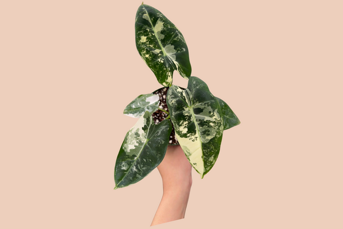 How to Care for Variegated Alocasia 'Frydek'