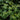 multiple Monstera Deliciosa plant leaves together in natural habitat