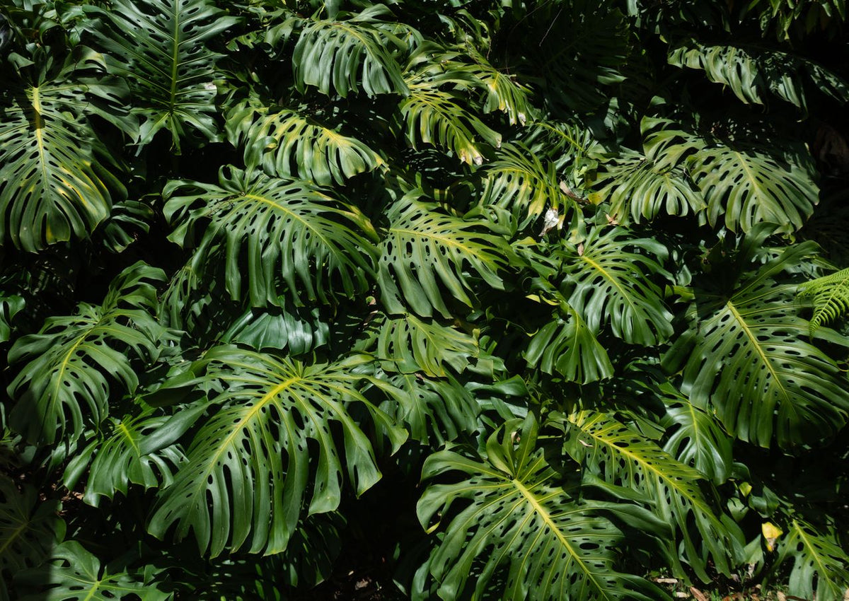 multiple Monstera Deliciosa plant leaves together in natural habitat
