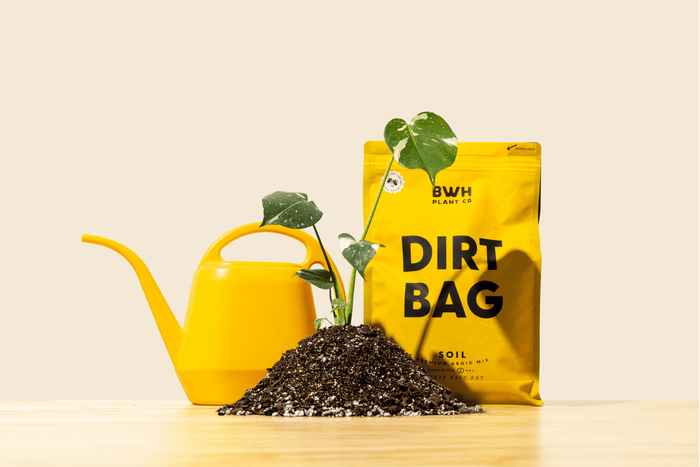 a watering can and plant with potting mix