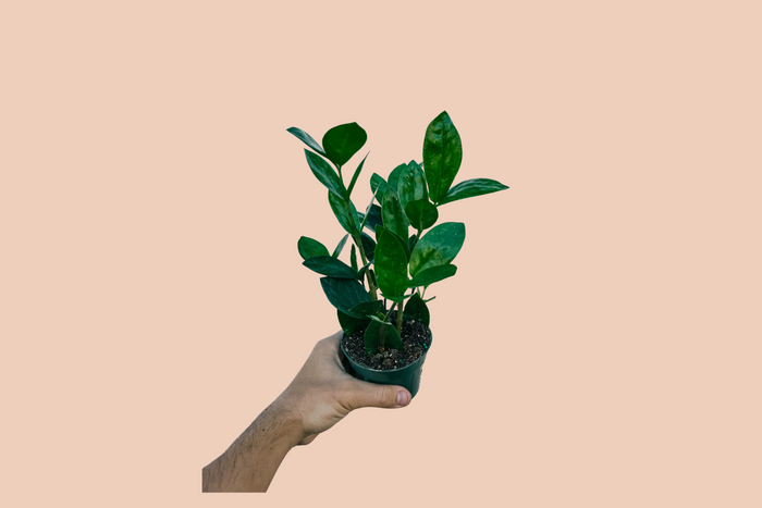 ZZ Plant Care Instructions and Tips from Albino to ZZ