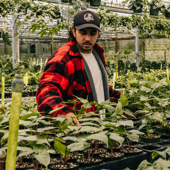 Staff Picks