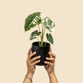 Wholesale Plants
