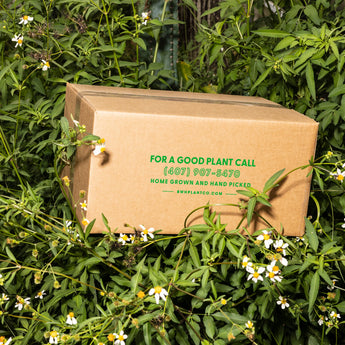 new plants at BWH Plant Co.