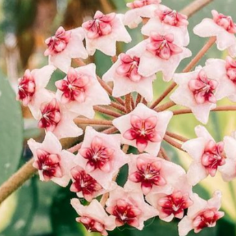 hoya plants