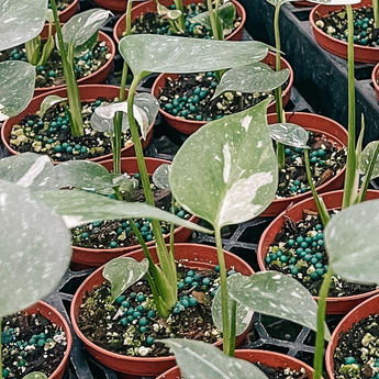monstera Thai constellation house plants