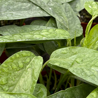 pothos epipremnum plants