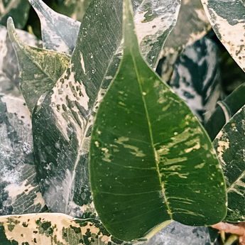 ficus plants
