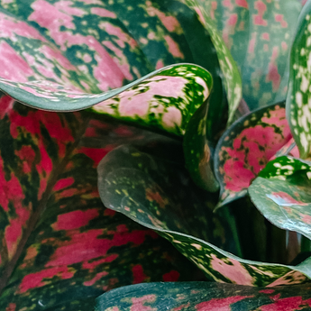Aglaonema (Chinese Evergreen) - Rare Varieties in Stock – BWH Plant Co
