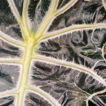 alocasia plants