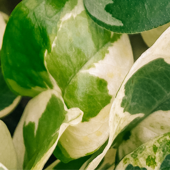 Pothos