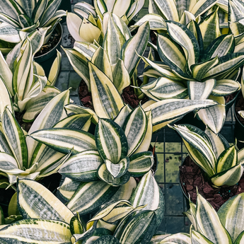 Sansevieria snake plants