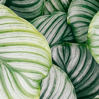 calathea prayer plants