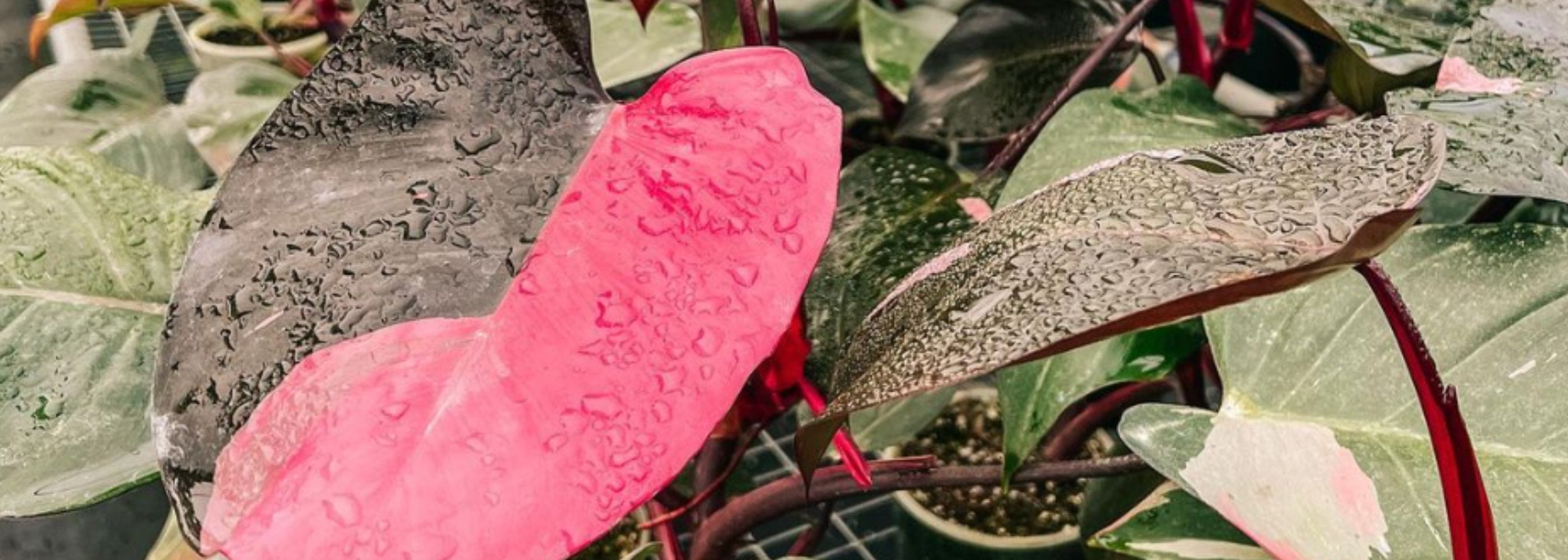 Shop Philodendrons - Rare & Easy-Care Houseplants – BWH Plant Co