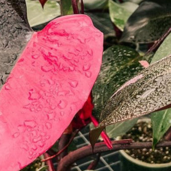 philodendron plants