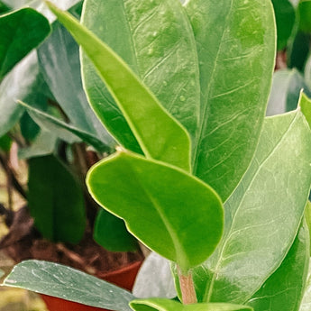 Zamioculcas, ZZ plants