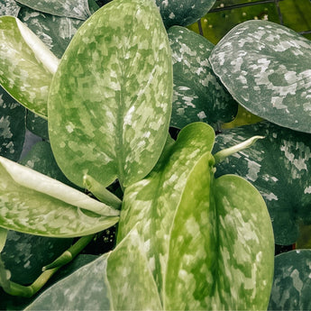 Scindapsus (Silver Pothos) Plants
