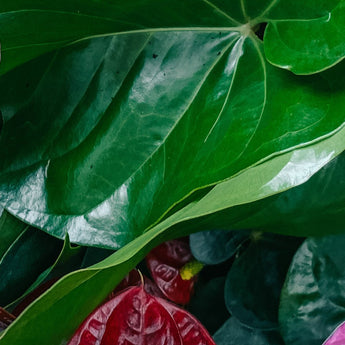 anthurium flamingo flower plants