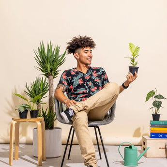Houseplants Under $15