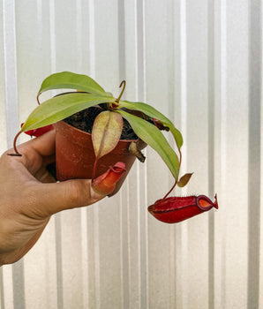 4” Nepenthes ‘Bloody Mary’