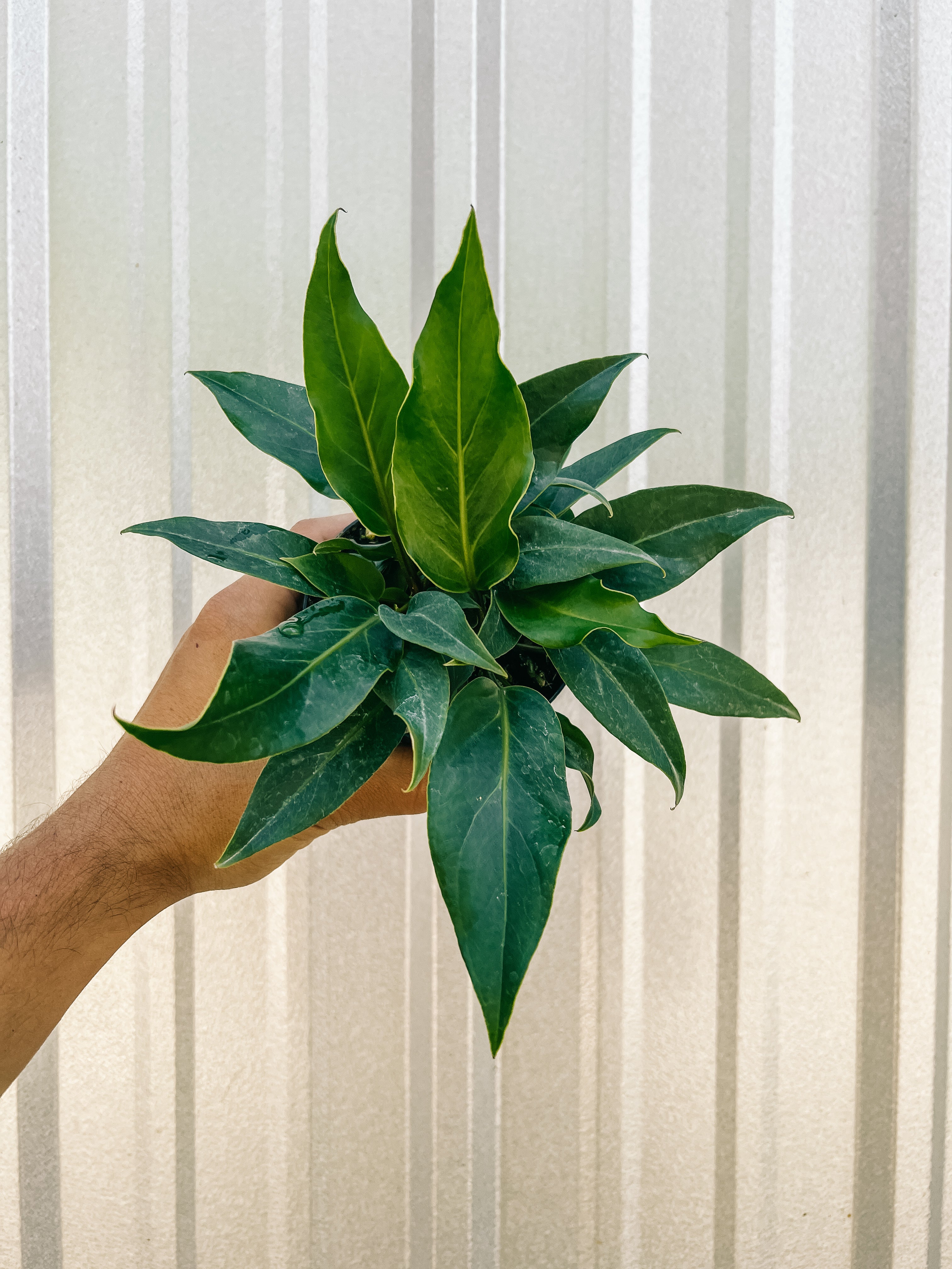 anthurium plowmanii indoor care 4" Anthurium 'Plowmanii' – BWH Plant Co