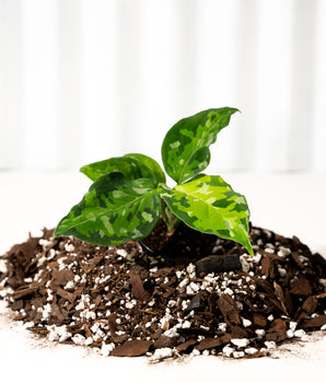 A 2-inch pot of Aglaonema 'Pictum Tricolor' with variegated leaves in shades of green, silver, and dark green, set against a white background.