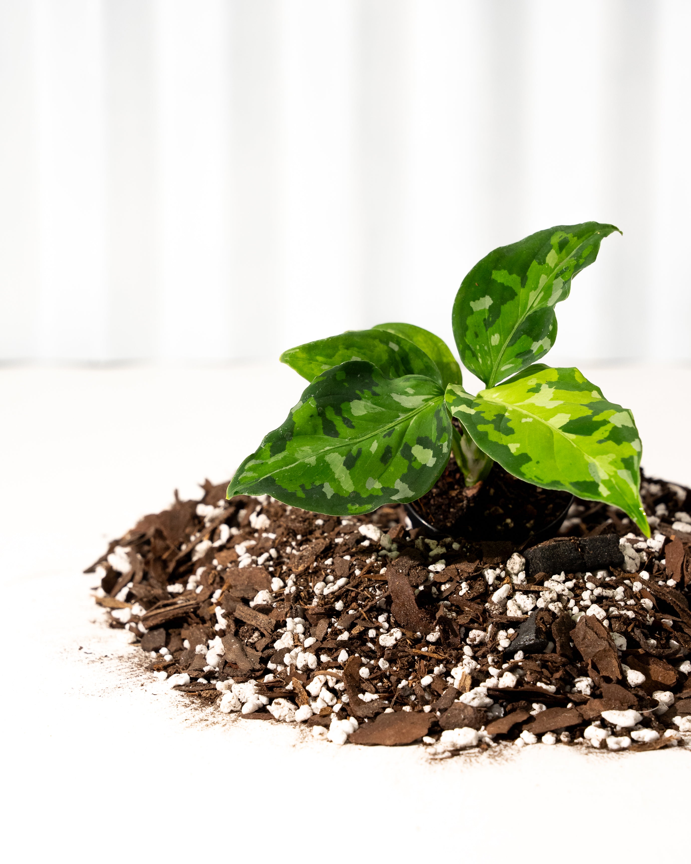 aglaonema and dogs 2" Aglaonema 'Pictum Tricolor' – BWH Plant Co