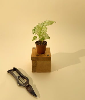 2" Alocasia 'Odora Batik'