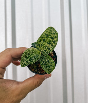 A person holding a small potted plant with metallic-veined leaves.