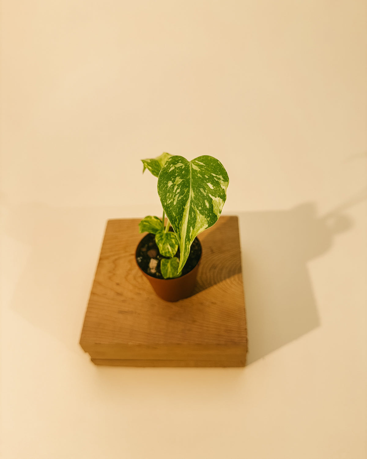 BWH Plant Co 2" Monstera 'Electrolyte'