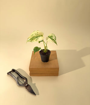 Small potted plant on a wooden block with a pair of shears on a beige background