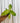 A hand holding a 2-inch pot of Philodendron 'Painted Lady' with green leaves splashed with vibrant yellow variegation.