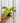 2" Philodendron 'Painted Lady'